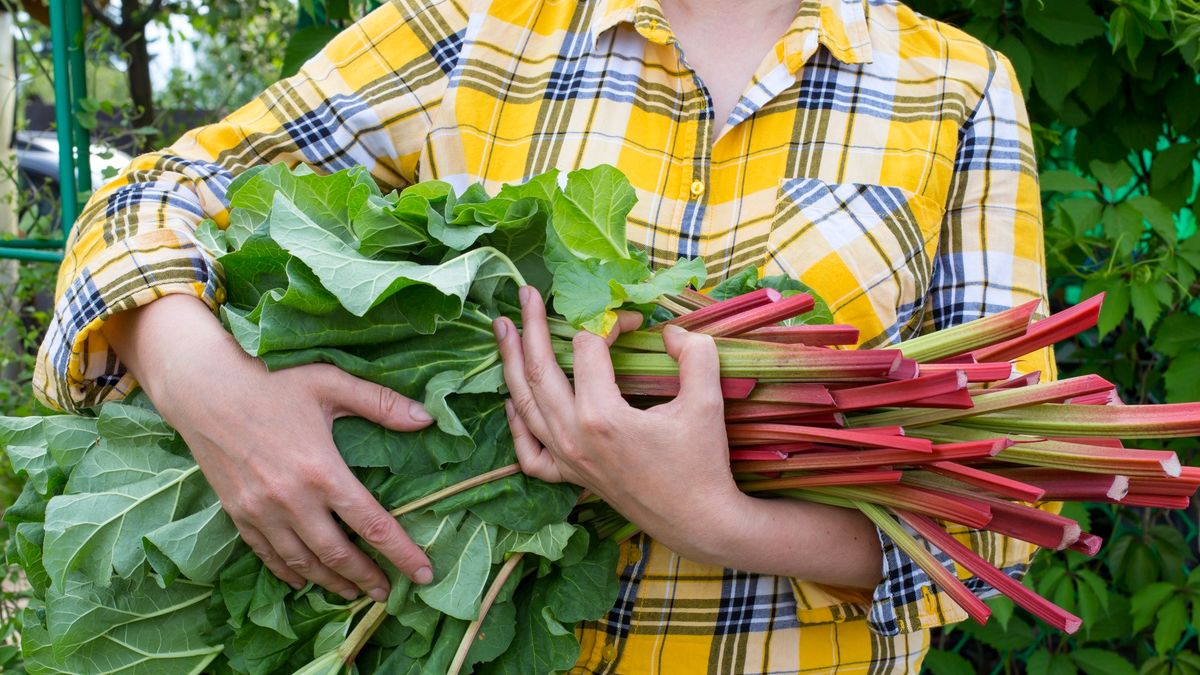 خواص باورنکردنی ریواس، سبزی محبوب بهار برای سلامتی