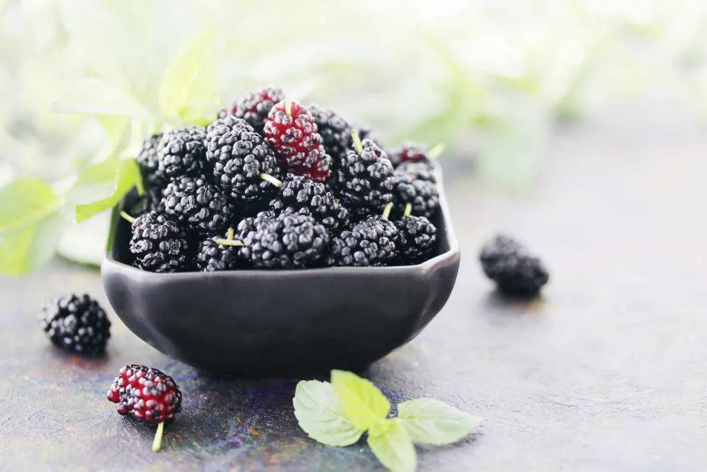 ۸ خاصیت شگفت انگیز توت سیاه