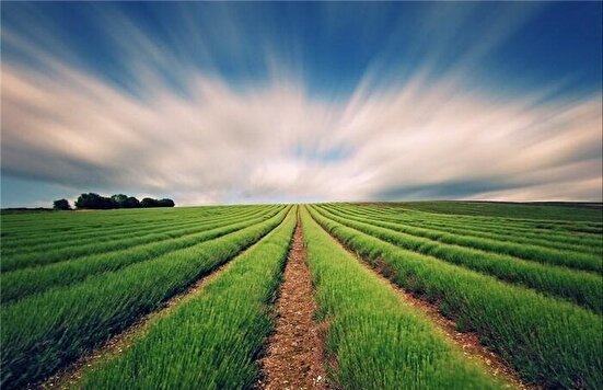 مکانیزه و رصد لحظه‌ای الگوی کشت در سراسر کشور اجرا می‌شود