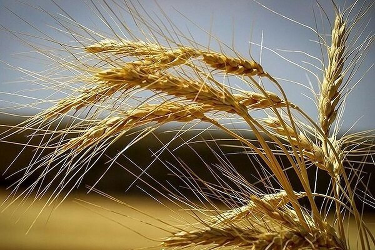 تامین گندم مورد نیاز کشور/اوضاع تامین کالا‌های مردم در شرایط عادی است