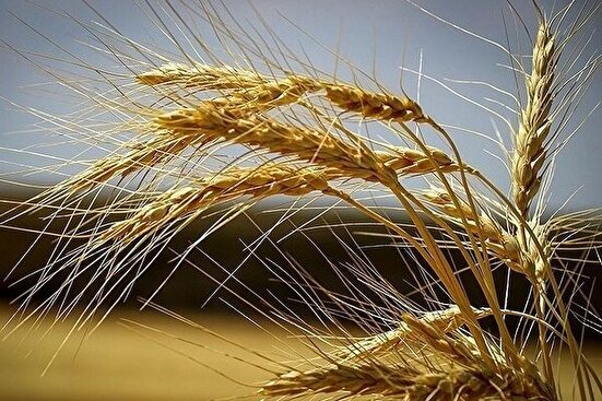 تامین گندم مورد نیاز کشور/اوضاع تامین کالا‌های مردم در شرایط عادی است