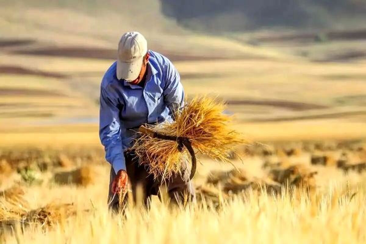 پرداخت ۷۰ درصدی مطالبات گندمکاران