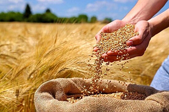 تامین گندم نان مورد نیاز کشور تا سال آینده