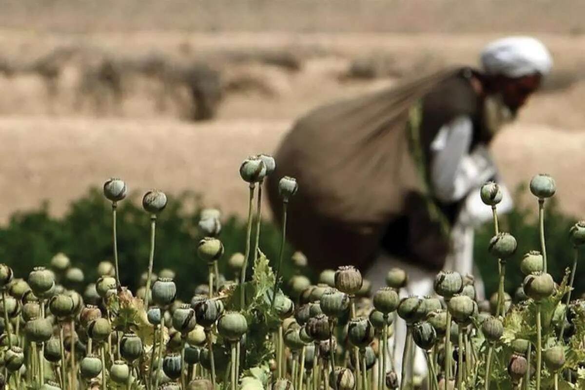 آیا کشت خشخاش در کشور بر قیمت دارو تاثیر گذار است؟