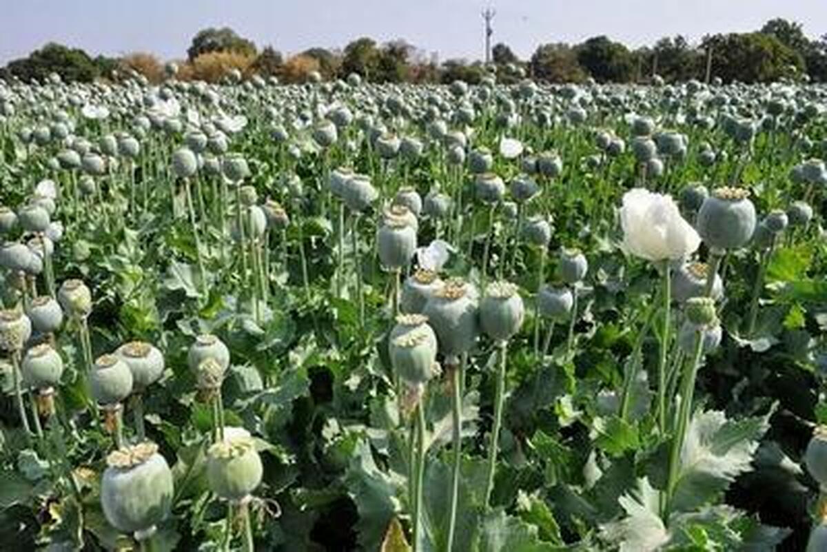 زمزمه‌های قانونی شدن کشت خشخاش درست نیست