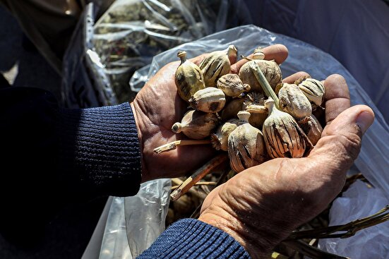 تکذیب خبر کشت خشخاش در ایران