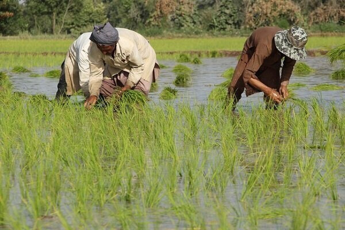 پیش‌بینی رشد تولید برنج در سال زراعی جاری