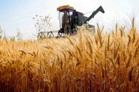 تاکنون حدود ۴۳ درصد از مطالبات گندمکاران پرداخت شده است/ سیر نزولی قیمت برنج