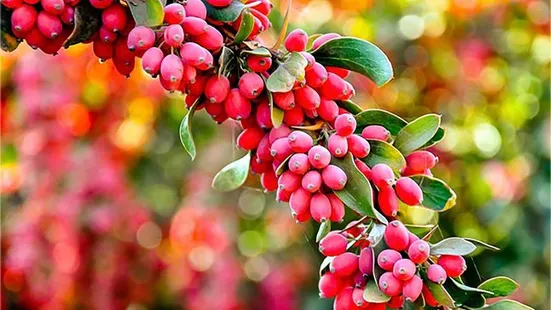 درخت زرشک ایران، به عنوان یکی از با ارزش&zwnj;ترین منابع گیاهی دنیا