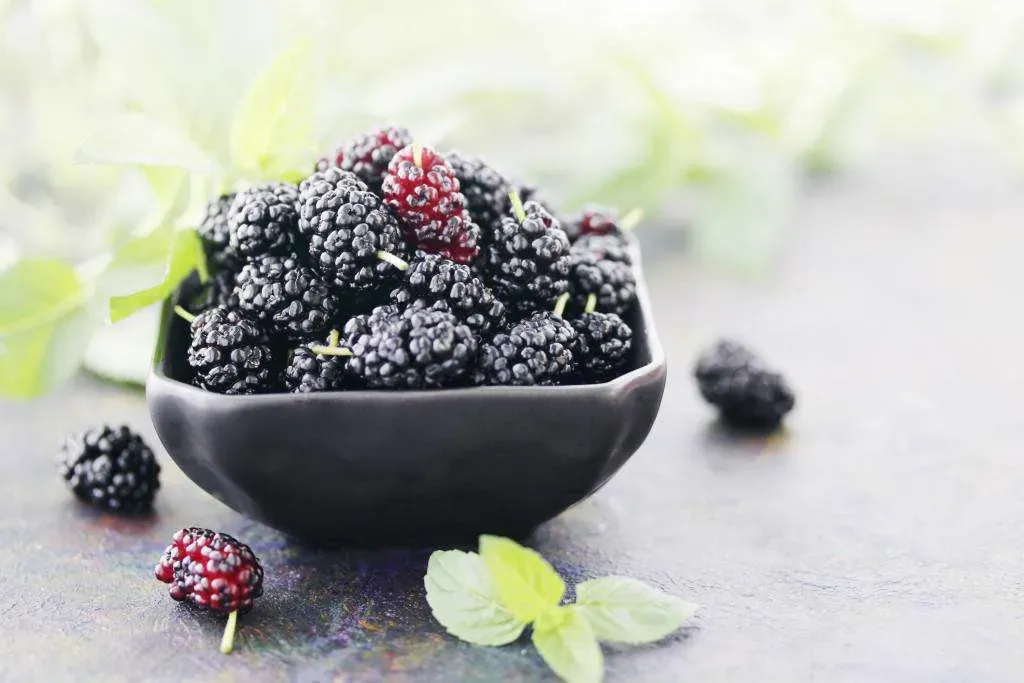 ۸ خاصیت شگفت انگیز توت سیاه
