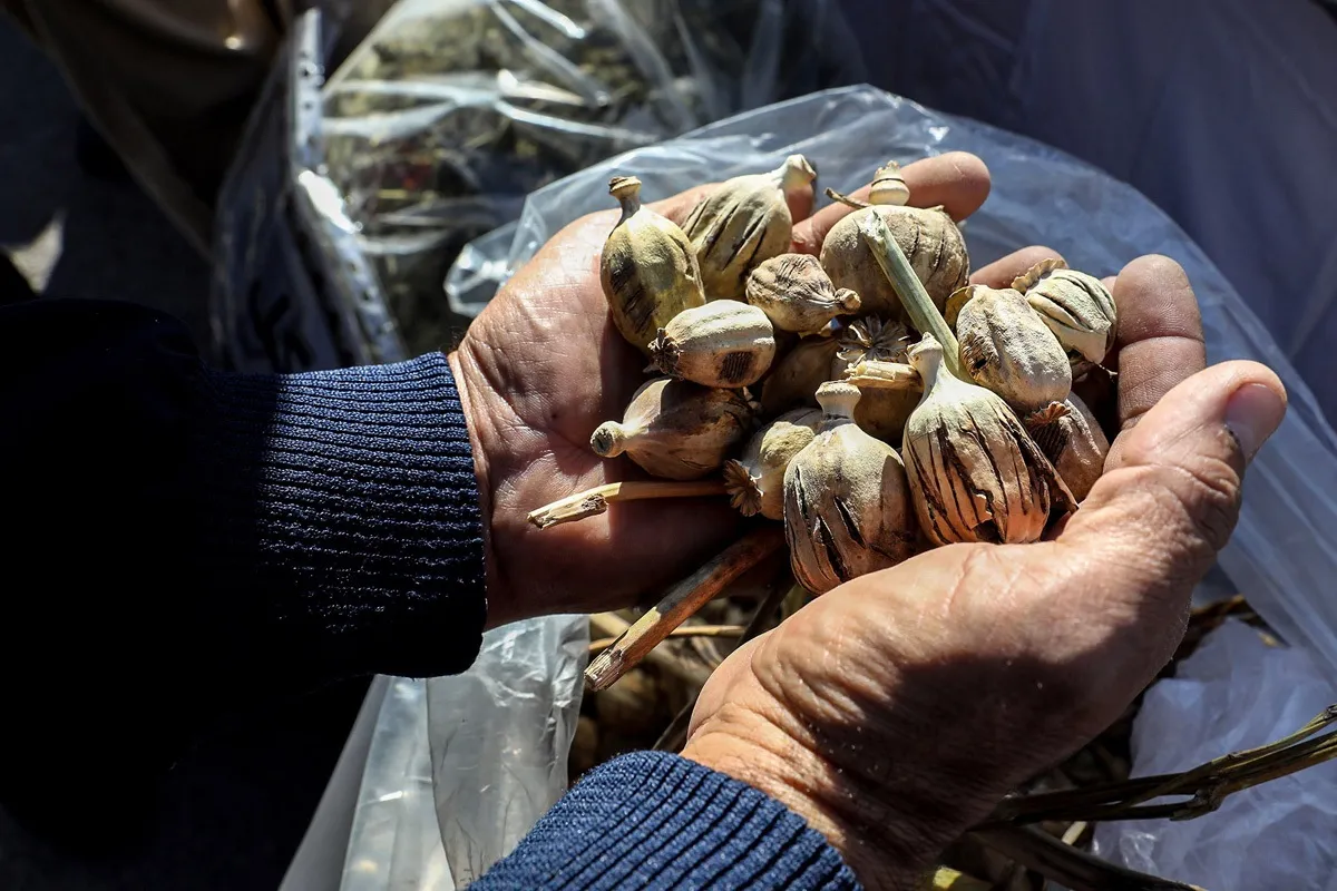 تکذیب خبر کشت خشخاش در ایران