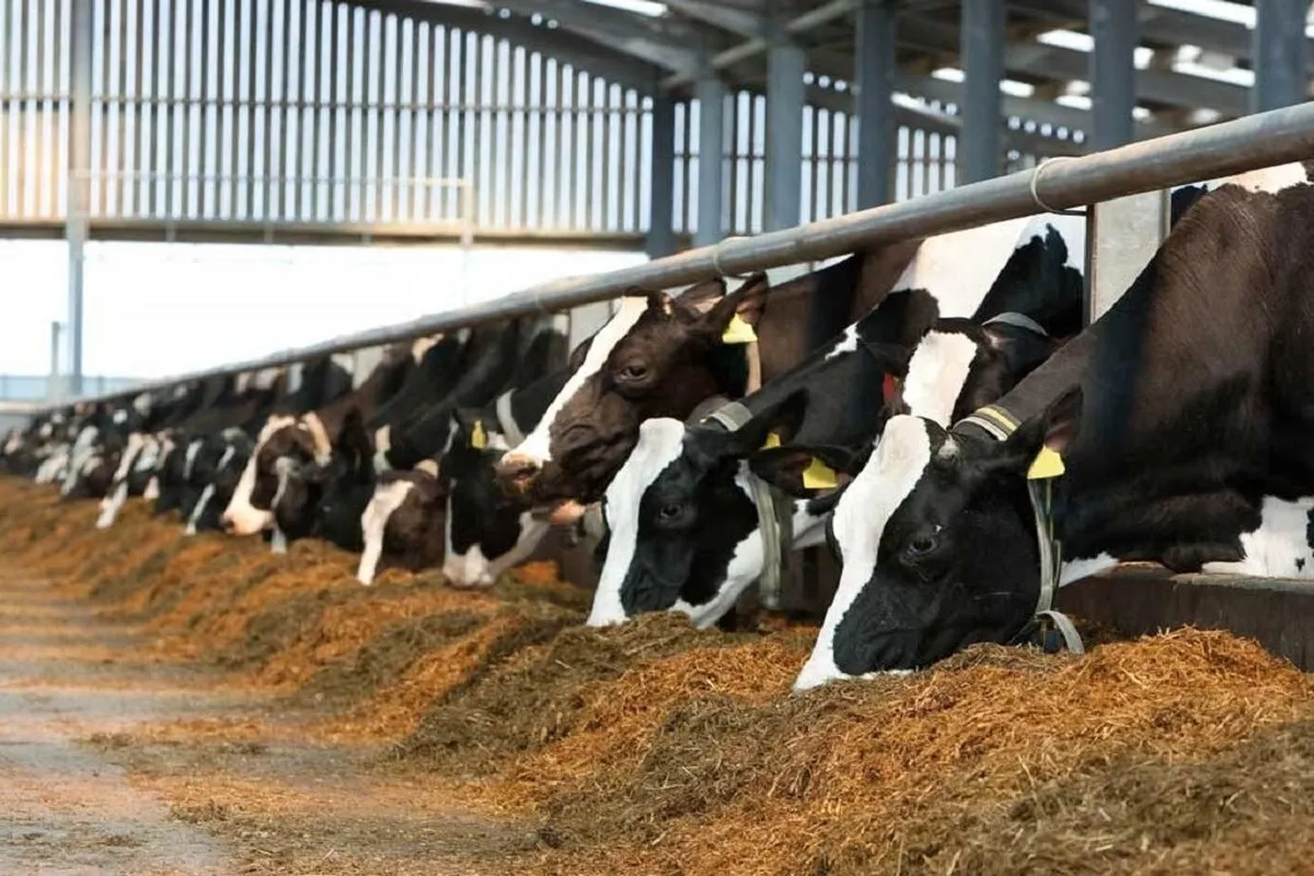 دامپروری ایران در رتبه دوم دنیا/بیست درصد گوشت هنوز وارداتی است