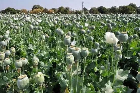 زمزمه&zwnj;های قانونی شدن کشت خشخاش درست نیست
