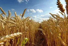 پایداری در تولید محصولات اساسی زراعی کشور