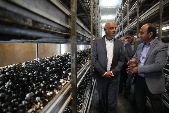 به همت کارگران در ایام جنگ، مواد غذایی بدون مشکل تولید شد