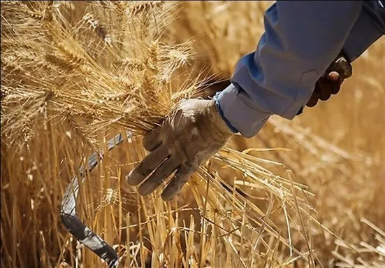 استمرار خشکسالی&zwnj;ها و از بین رفتن اراضی دیم از علل کاهش تولید گندم در سال جاری