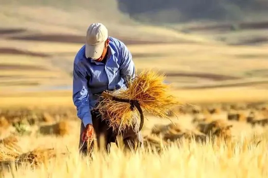 پرداخت ۷۰ درصدی مطالبات گندمکاران