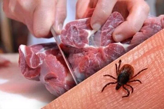 ابتلای ۶ نفر به تب کریمه کنگو در این استان/ یک نفر فوت شد