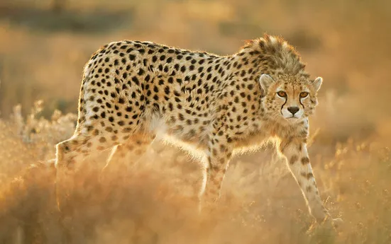 مشاهده پرجمعیت&zwnj;ترین خانواده یوز ایرانی در روزهای سرد توران+فیلم