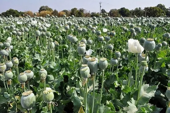 توضیحات مدیرکل ستاد مبارزه با موادمخدر درباره کشت خشخاش در ایران