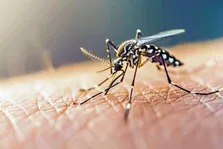 شناسایی ۱۷ مبتلا به تب دنگی در کشور از ابتدای سال