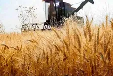 خلف وعده دولت به کشاورزان؛ پول گندمکاران پرداخت نشد