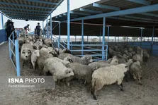وفور دام در آستانه پاییز؛ قیمت گوشت پایین می‌آید؟