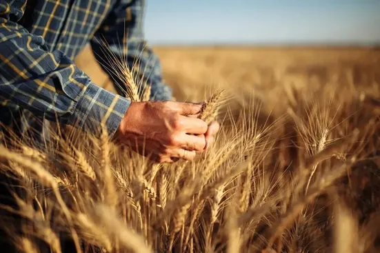 دستور رئیس&zwnj;جمهور برای تسریع در جمع&zwnj;بندی نهایی قیمت گندم