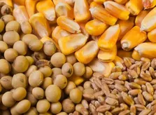 آغاز عرضه نهاده‌های دامی به نرخ توافقی در سامانه بازارگاه (۱۵ دی ۱۴۰۴)