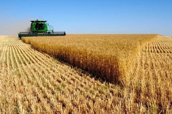 خودکفایی گندم در معرض تهدید؟