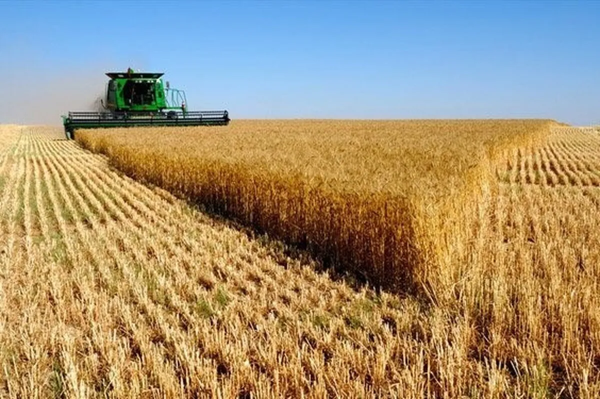 خودکفایی گندم در معرض تهدید؟