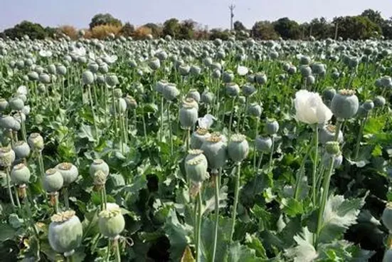 زمزمه&zwnj;های قانونی شدن کشت خشخاش درست نیست