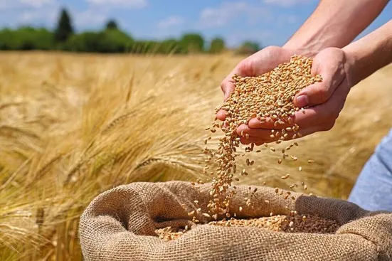 وضعیت مطلوب ذخایر راهبردی کشور/بیش از ۹۵ درصد مطالبات گندم&zwnj;کاران پرداخت شد