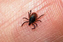 آخرین وضعیت تب کریمه کنگو در کشور