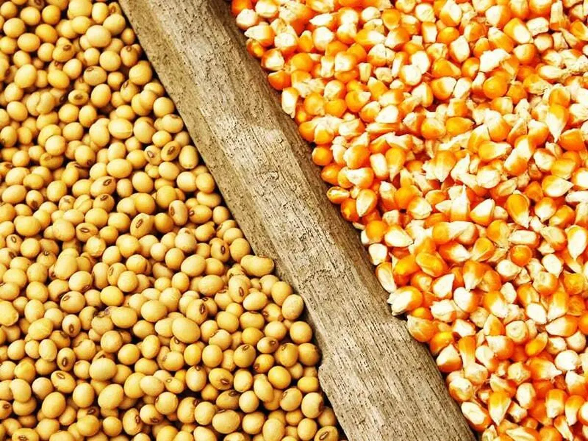 توقف افزایش ۳۰ درصدی قیمت نهاده‌های دامی