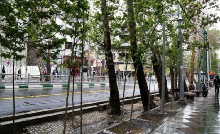 جریمه ۱۱۷ میلیاردی برای خشکاندن درختان خیابان ولیعصر