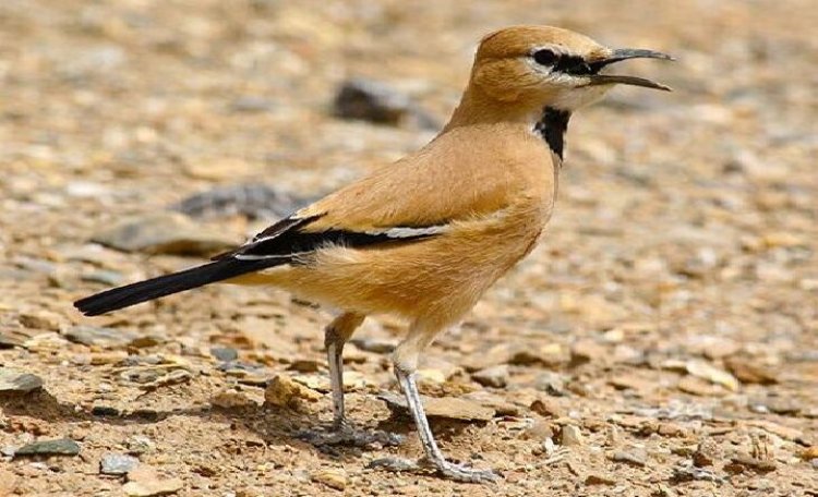 ایران، میزبان ۵۴۰ نوع پرنده؛ «زاغ‌ بور» گونه منحصر به فرد کشور