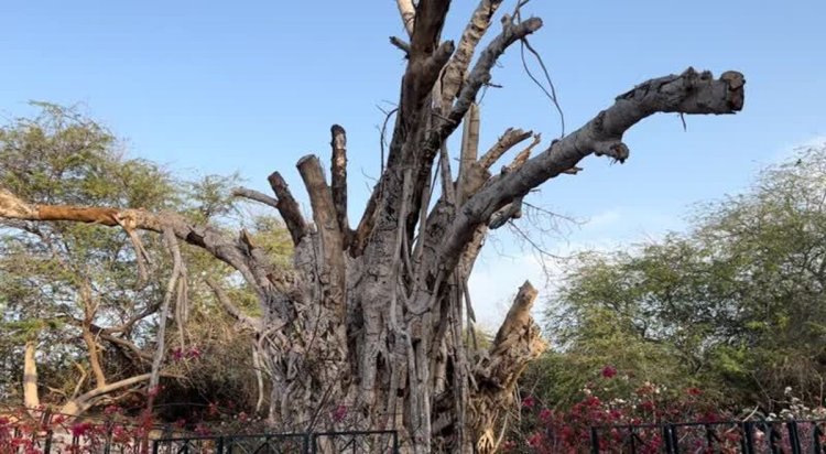 مدیریت درخشان عبدالملکی، درخت ۵٠٠ ساله کیش را از بین برد!+فیلم