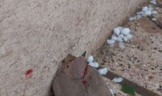 تلاش مردم برای نجات کبوتران حرم امام رضا از زیر بارش تگرگ