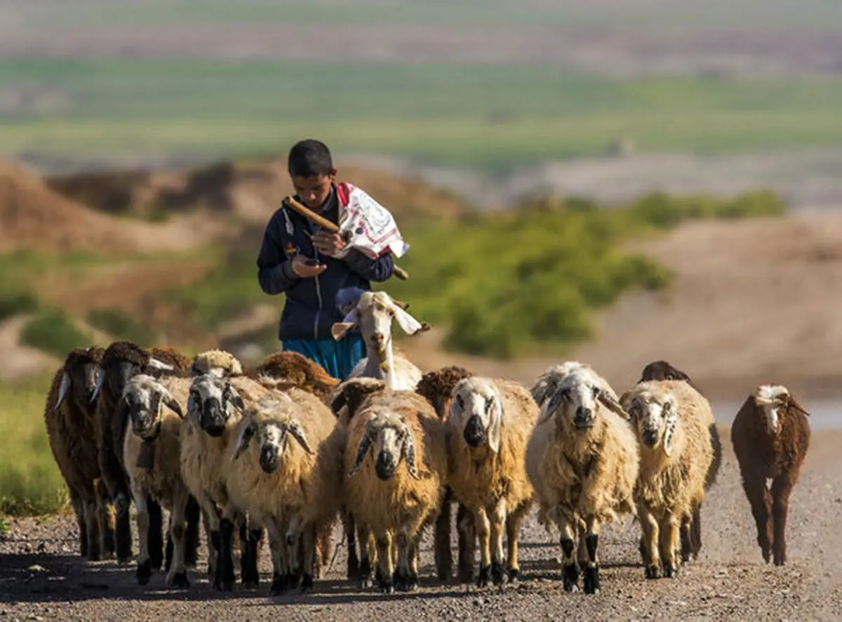 چوپان‌های افغانستانی در ایران حقوق دلاری می‌گیرند!