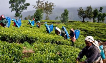 سریلانکا ۵۵ میلیون دلار پول نفت ایران را با چای پرداخت