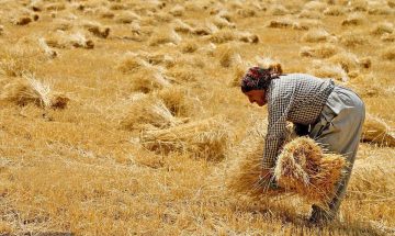 کشاورزان بخوانند؛ قیمت پیشنهادی خرید تضمینی گندم ۲۵ هزار تومان اعلام شد