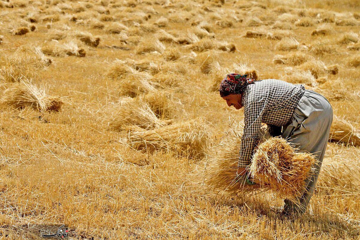 کشاورزان بخوانند؛ قیمت پیشنهادی خرید تضمینی گندم ۲۵ هزار تومان اعلام شد